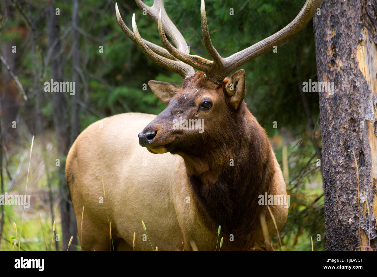 A large bull elk standing in a forest meadow along the MooseWilson