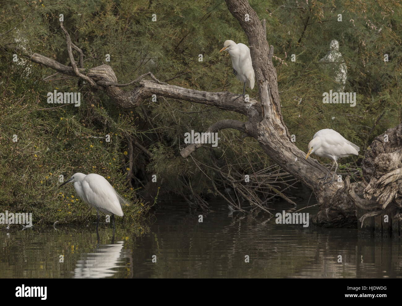 Cattle Egrets, Bubulcus ibis and Little Egret, fishing from tree, Camargue. Stock Photo