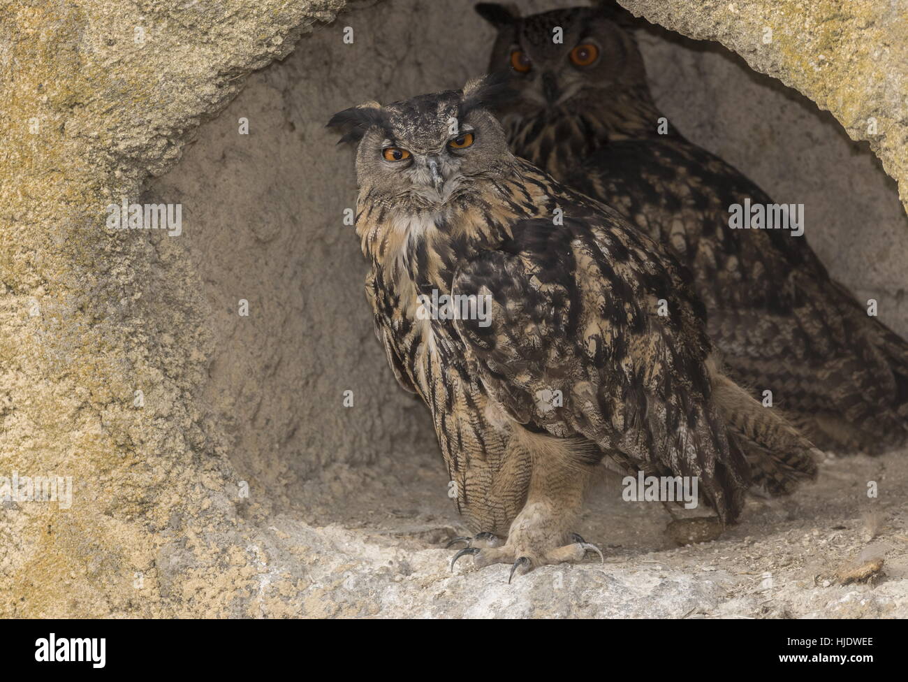 European Eagle Owl, Bubo bubo, in captivity. Camargue. Stock Photo