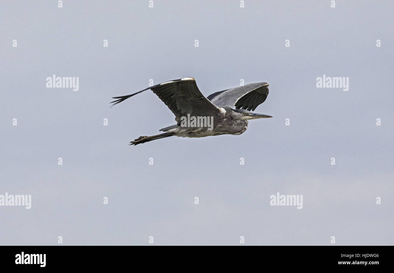 Grey Heron, Ardea cinerea, in flight over lake. Stock Photo