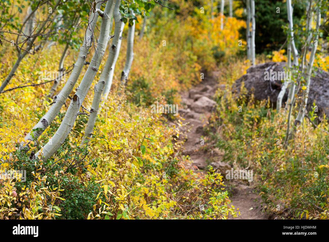Ground Brush And Aspen Leaves Changing Along The Wind Cave Trail In The ground-brush-and-aspen-leaves-changing-along-the-wind-cave-trail-in-the