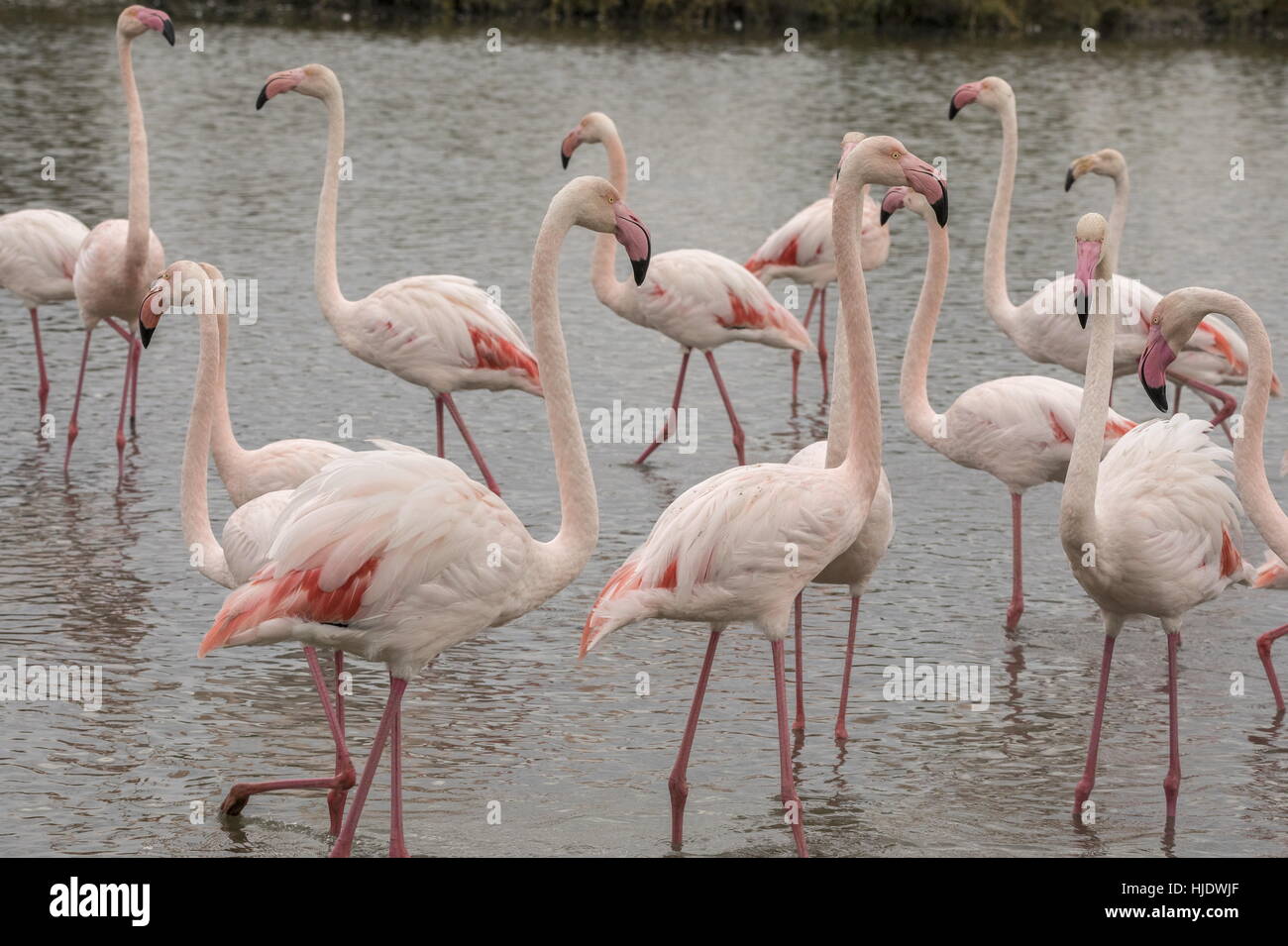 Greater flamingo, Phoenicopterus roseus in lagoon in the Camargue, south France. Stock Photo