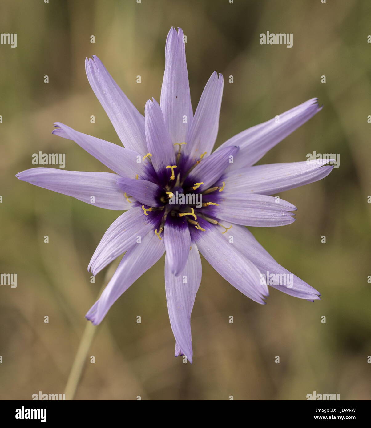 Blue cupidone, Catananche caerulea, in flower in Provence. Stock Photo