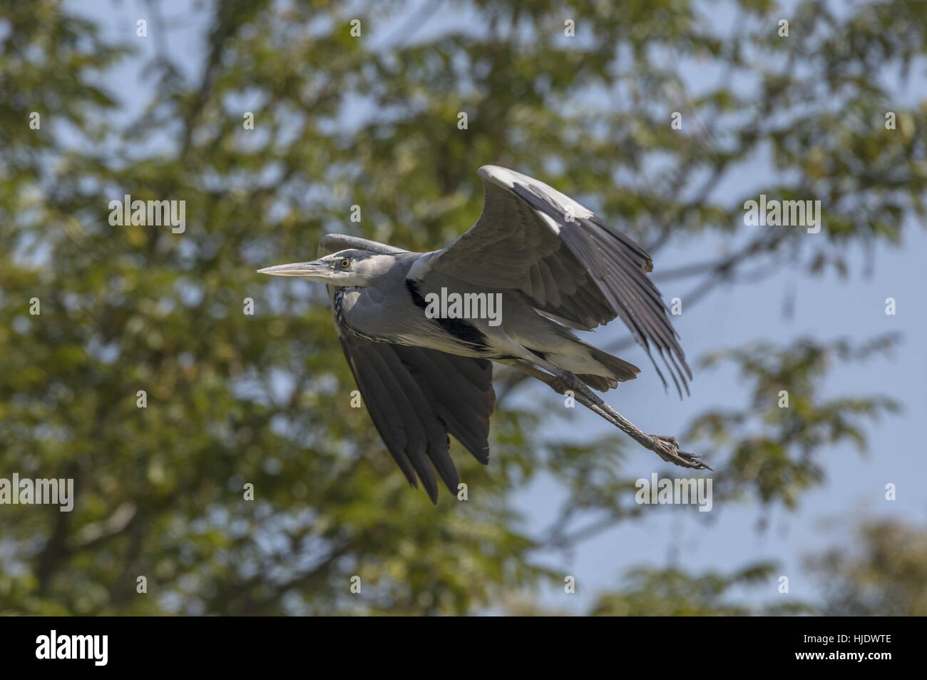 Grey Heron, Ardea cinerea, in flight. Stock Photo