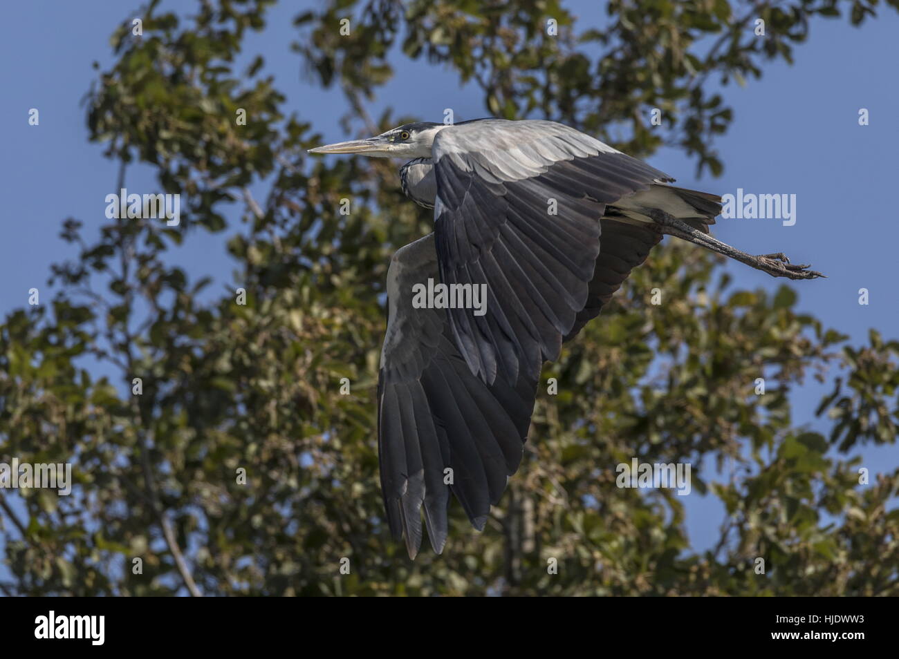Grey Heron, Ardea cinerea, in flight. Stock Photo