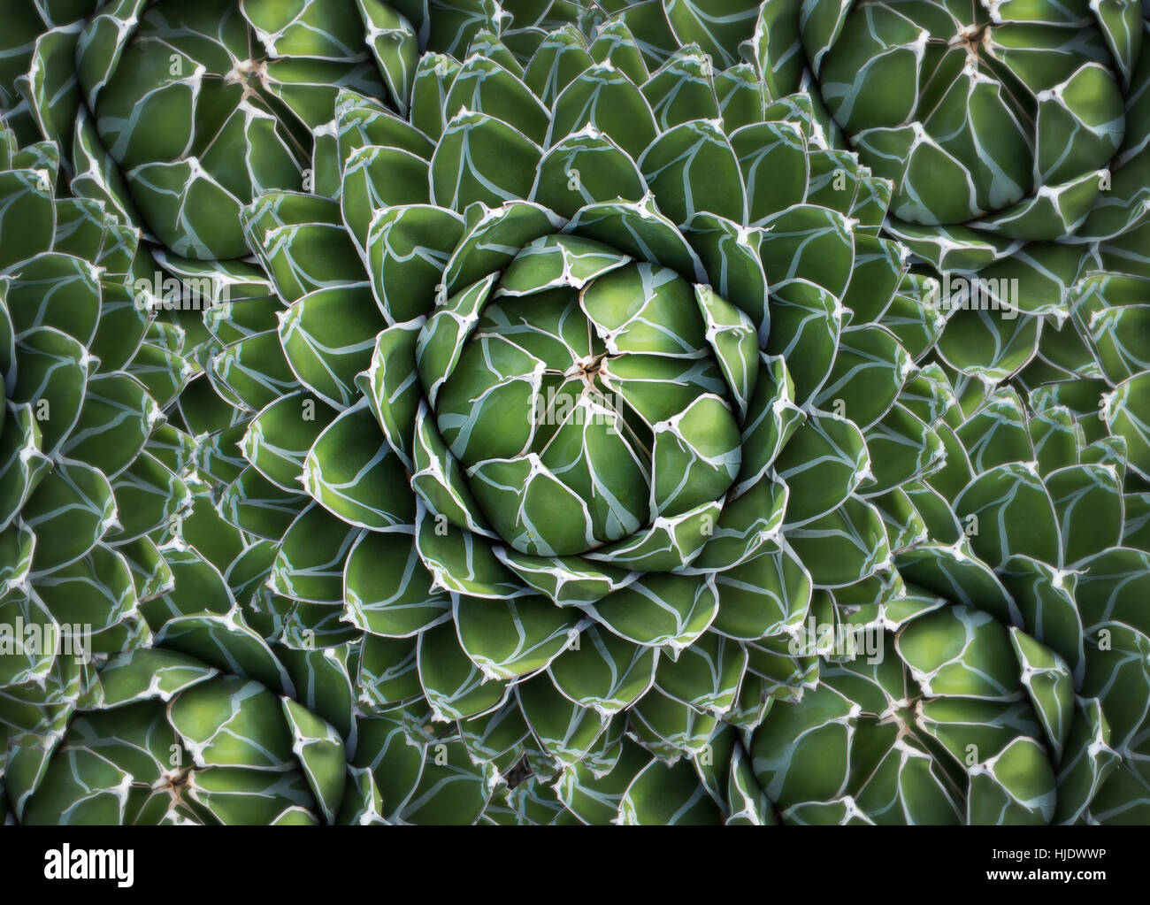 round cactus / succulent plant - natural pattern Stock Photo - Alamy