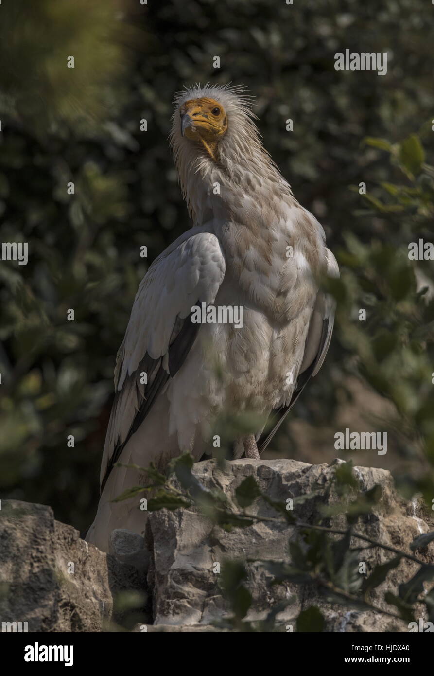 Egyptian Vulture, Neophron percnopterus, perched and alert on rock. Stock Photo