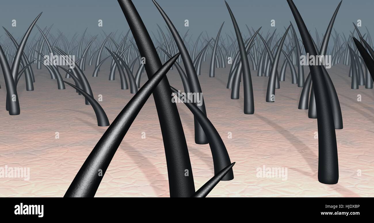 Long, thick hair on skin. dense spread. close up.  3d render Stock Photo