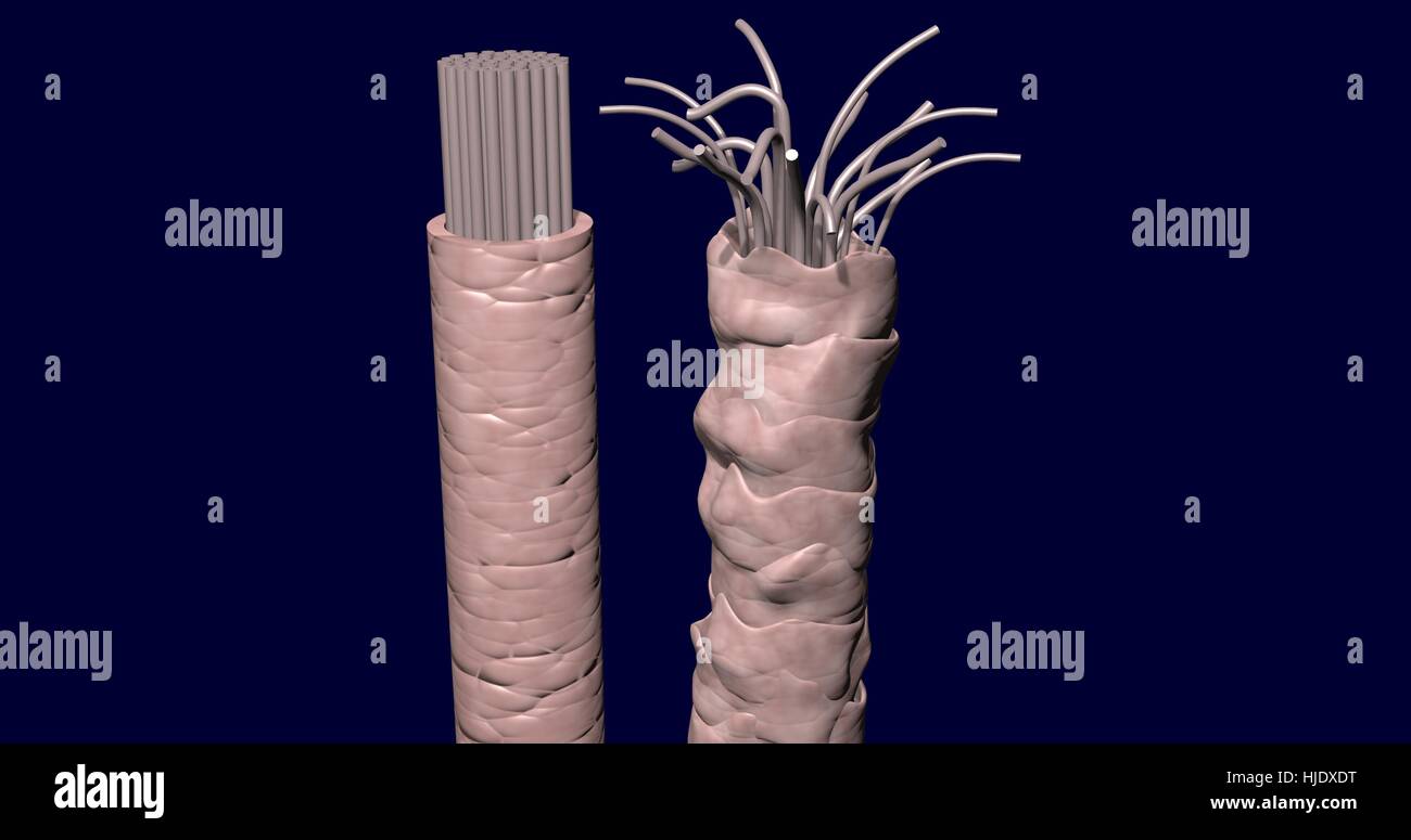 Healthy and damaged hair strands. 3d render Stock Photo Alamy