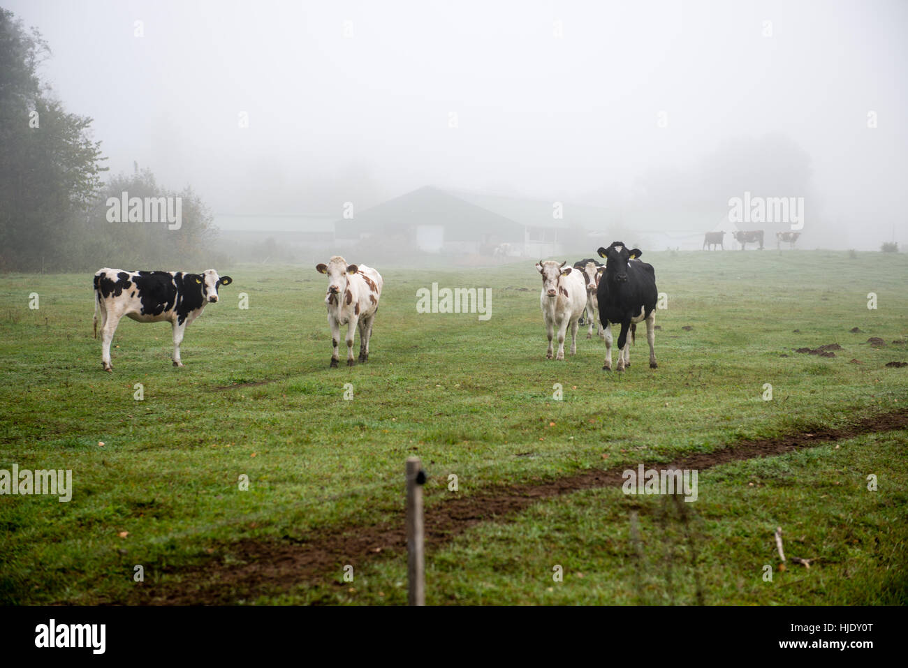 Herd of cows at summer green field Stock Photo - Alamy