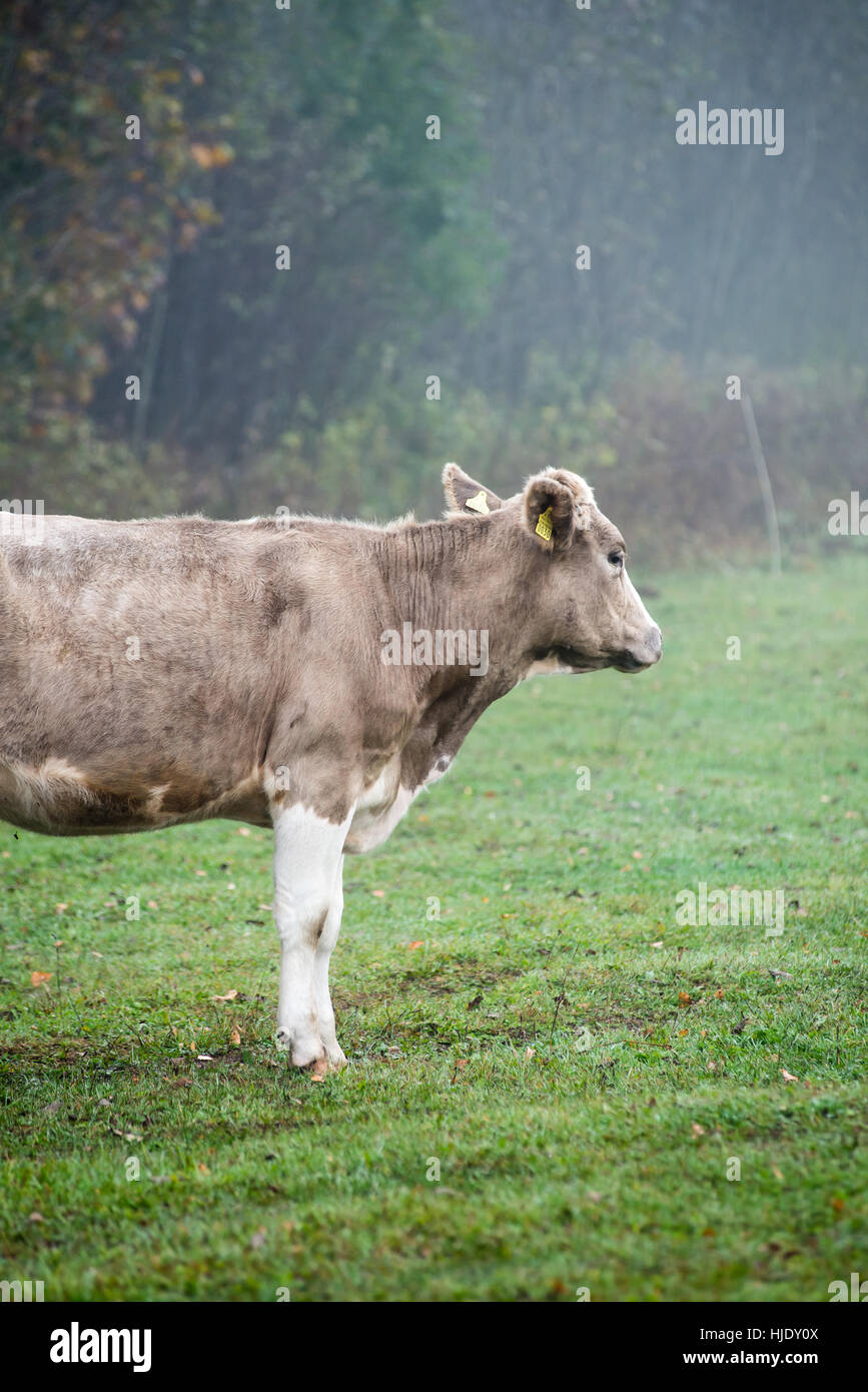 Herd of cows at summer green field Stock Photo - Alamy