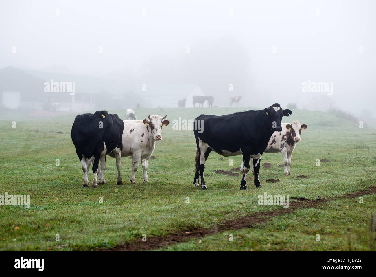 Herd of cows at summer green field Stock Photo - Alamy