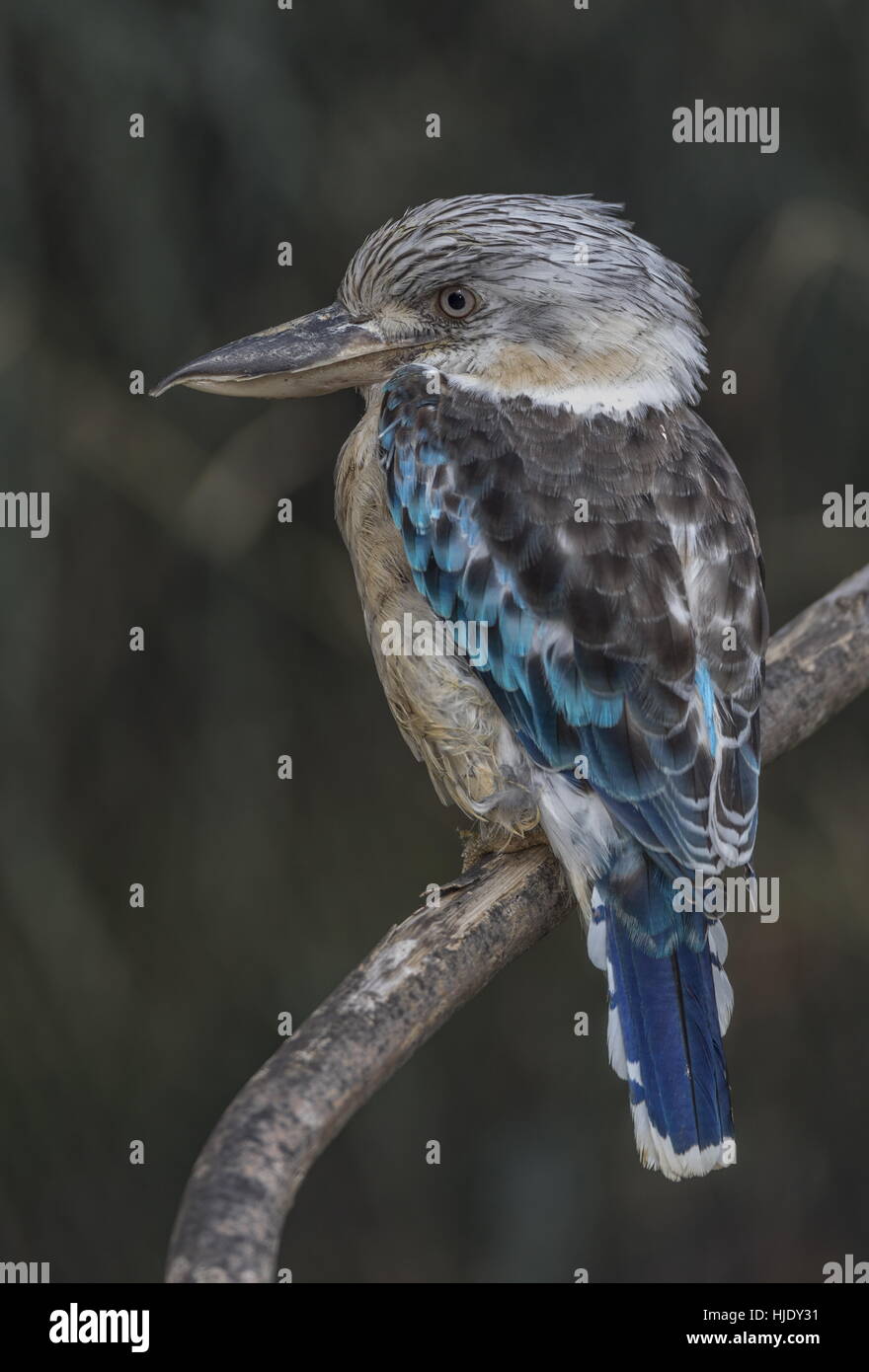 Male blue-winged kookaburra, Dacelo leachii, perched on branch. Stock Photo