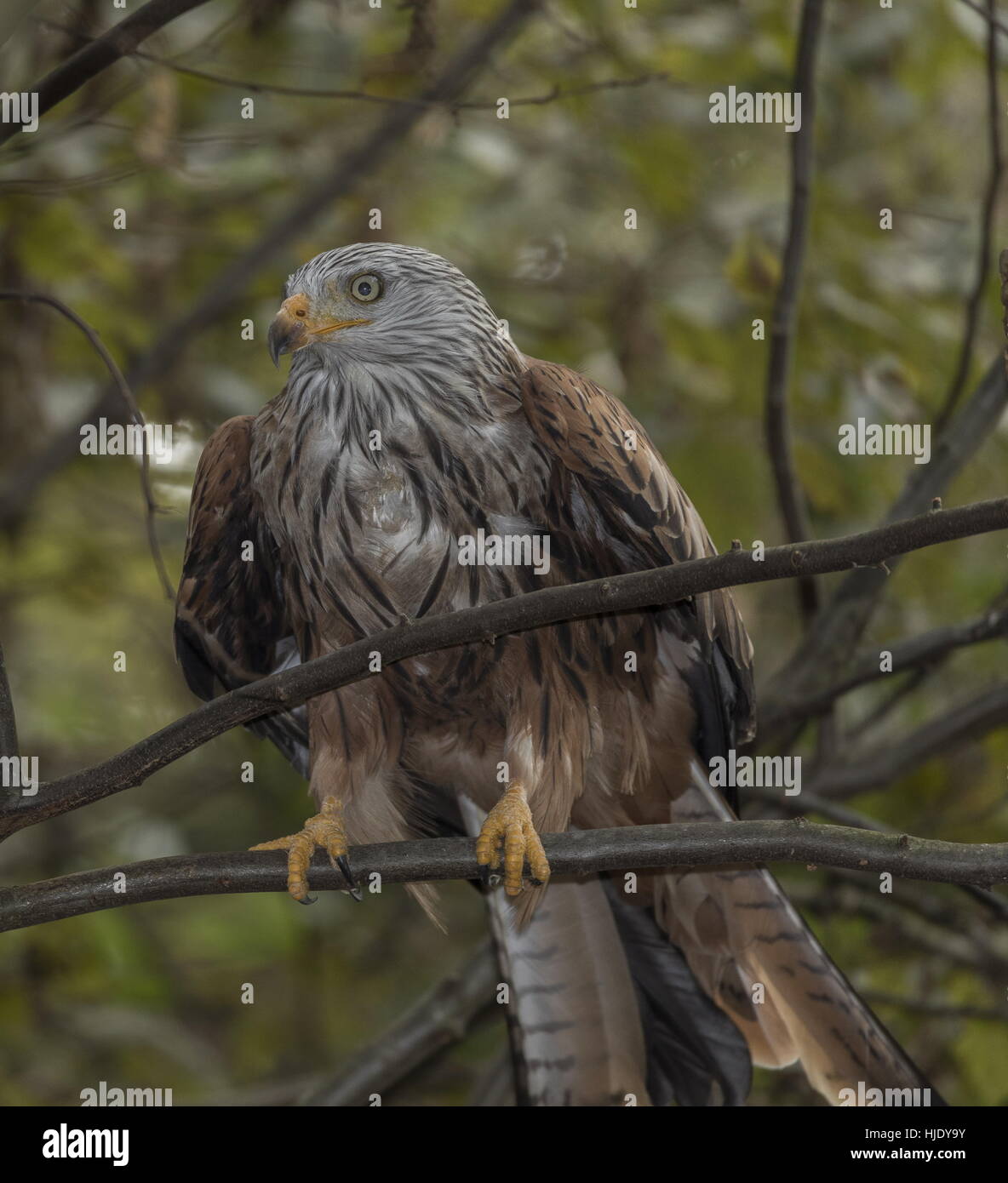 Red Kite, Milvus milvus foraging on ground. Stock Photo