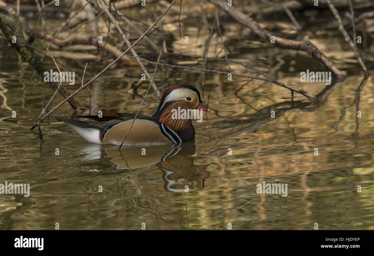 Male mandarin duck, Aix galericulata swimming on lake surface Stock ...