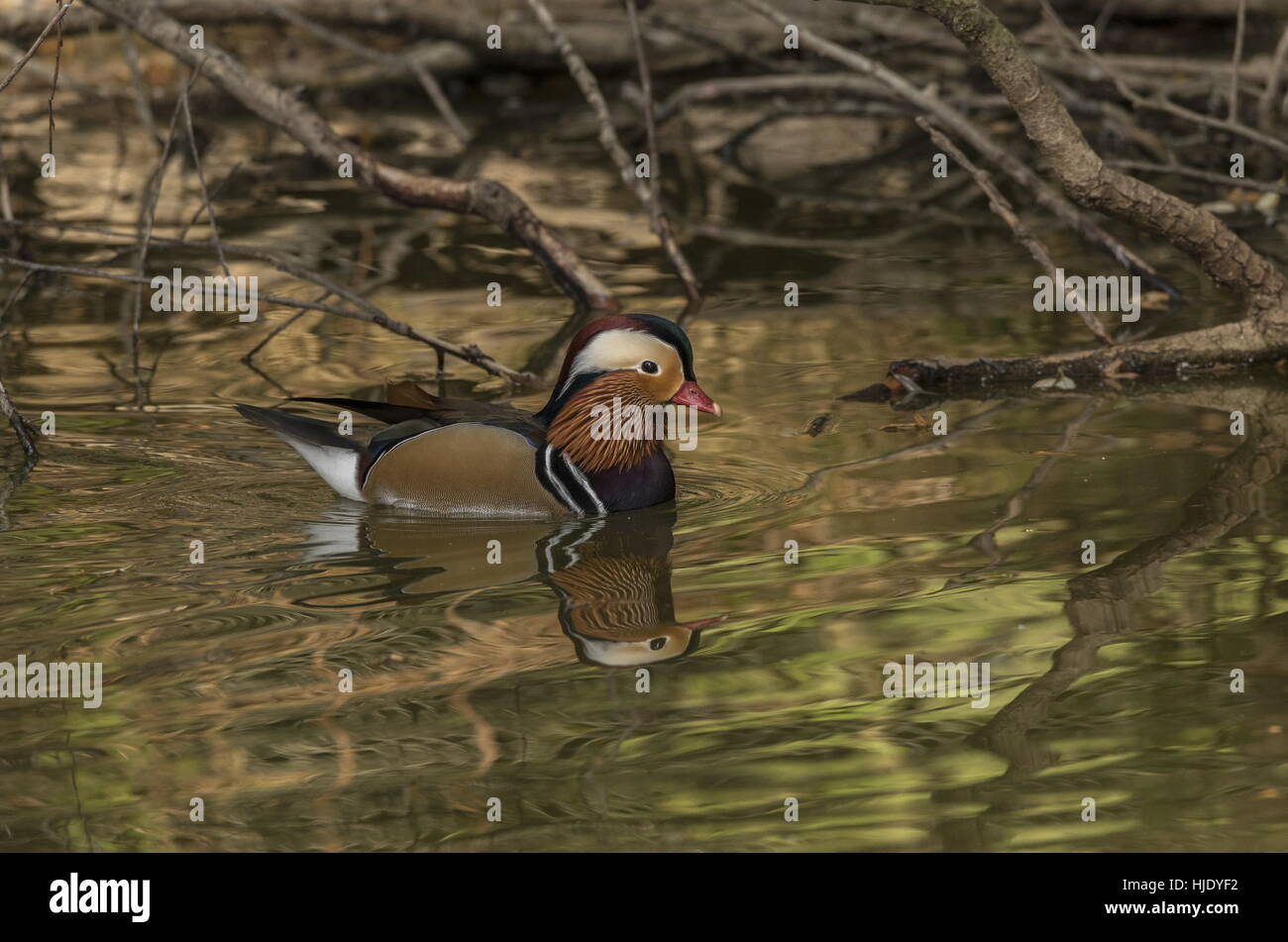 Male mandarin duck, Aix galericulata swimming on lake surface Stock ...