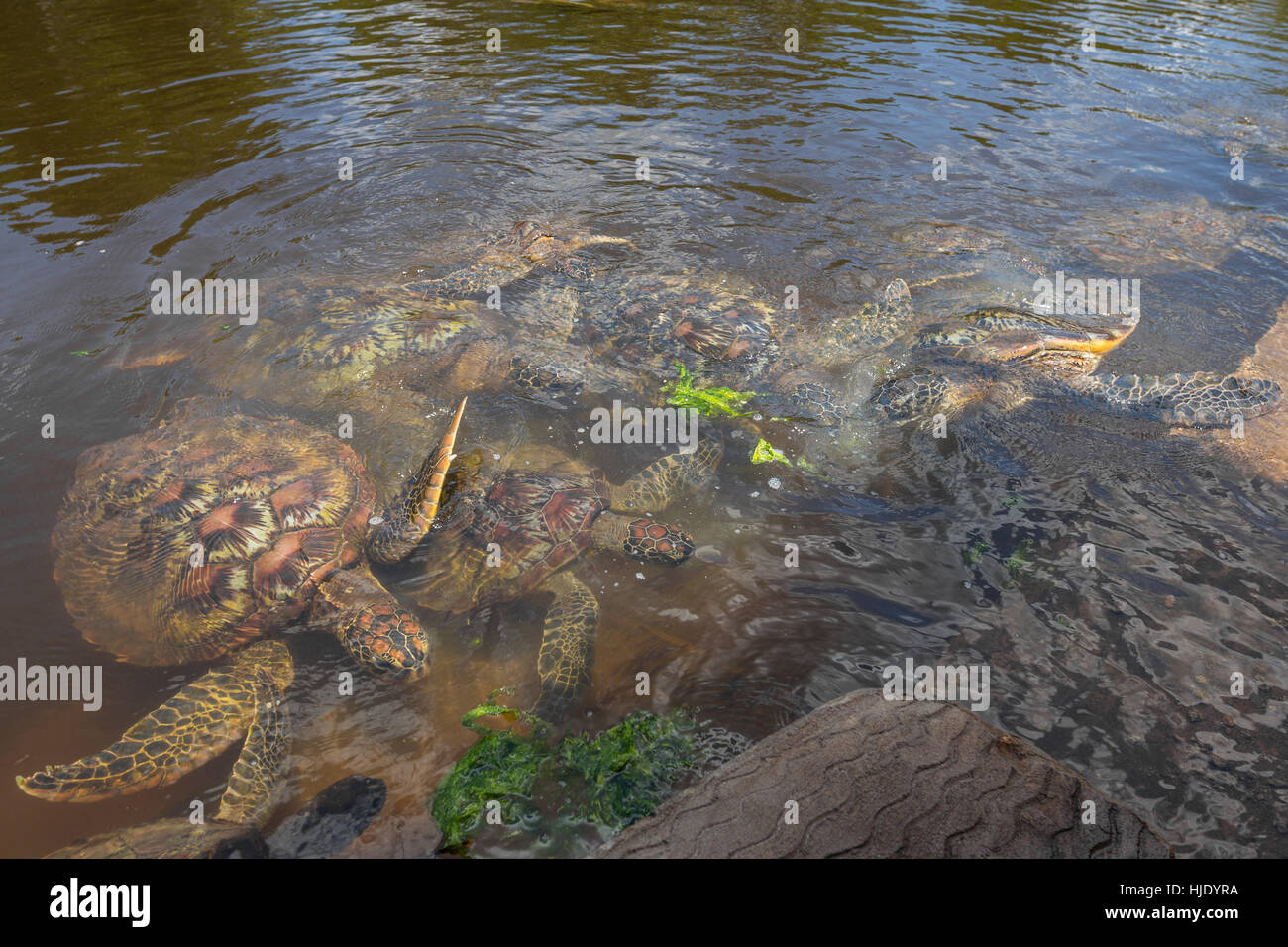 Group of green sea turtle feeding on seaweed, lot of competition for ...