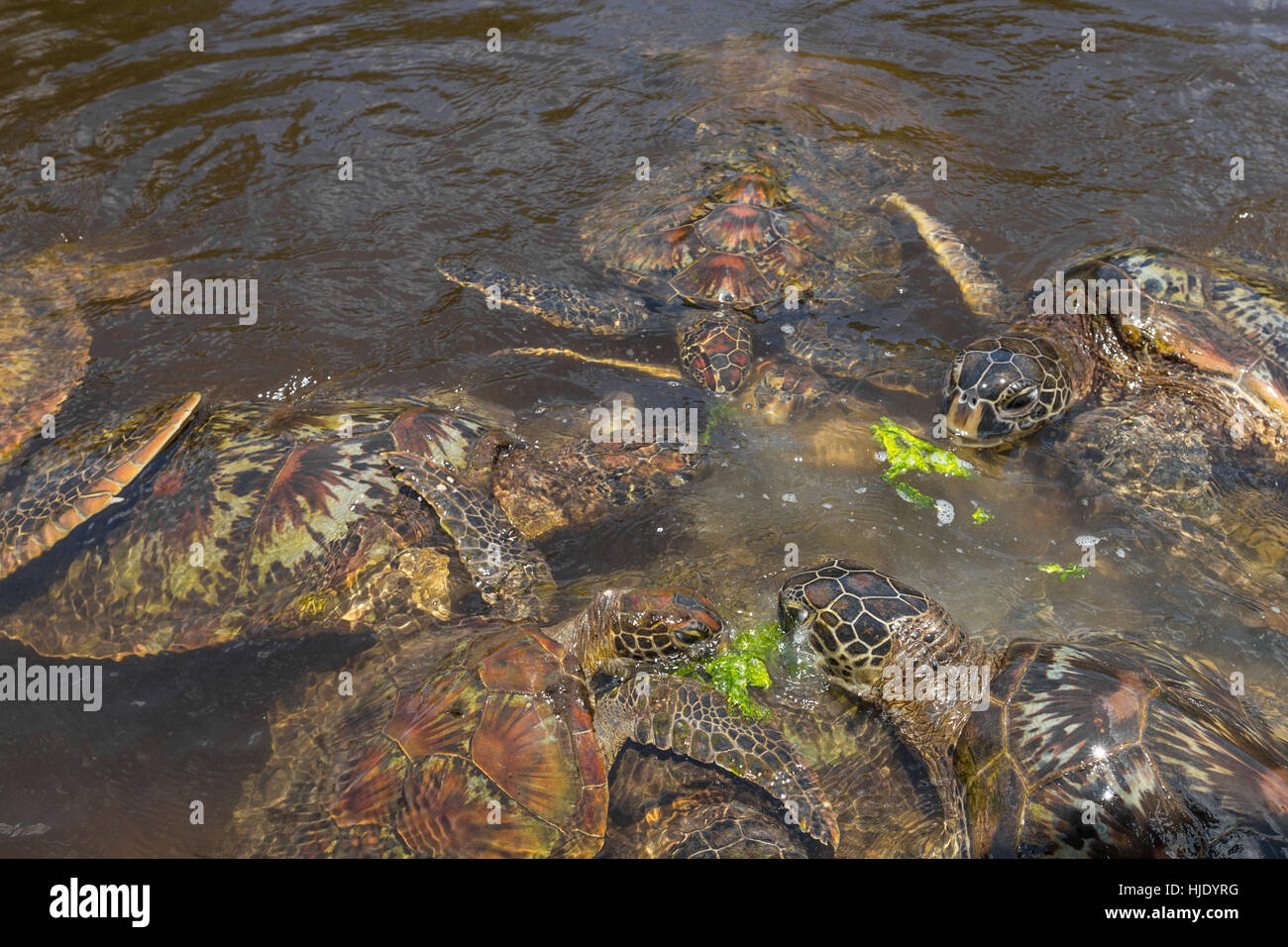 Group of green sea turtle feeding on seaweed, lot of competition for the food, Zanzibar, Tanzania, Africa Stock Photo