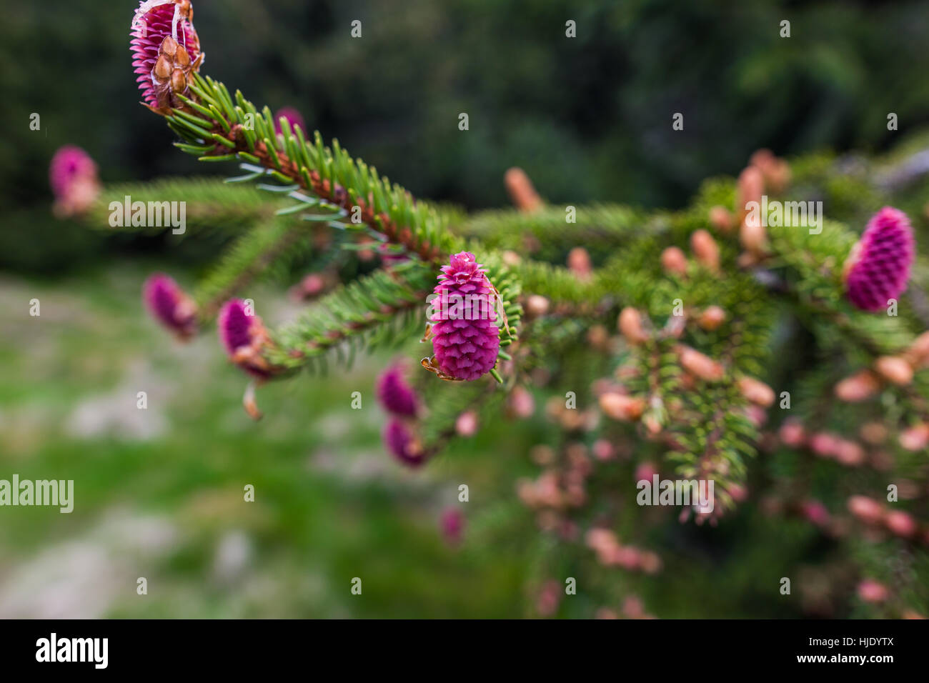 Young branch of spruce tree with conifer cones, focused on single pink beutiful new cone,High Tatras, Slovakia Stock Photo