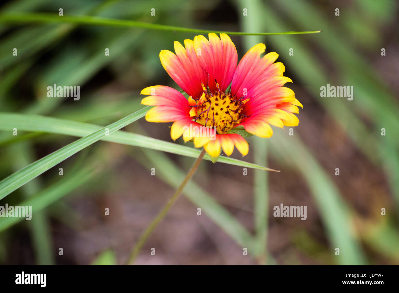 A red and yellow Gaillardia flowers with green leaves behind ti Stock Photo