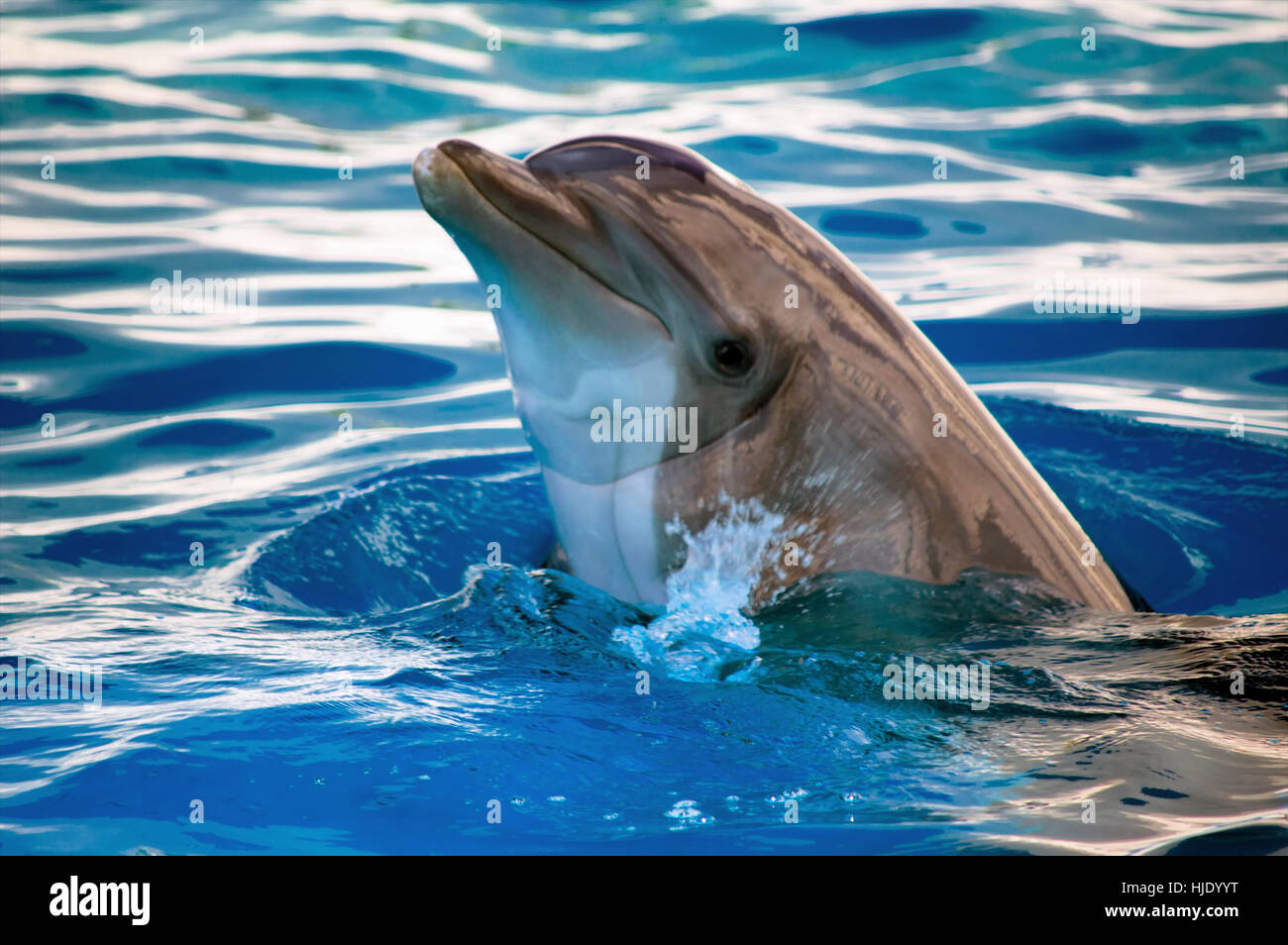A gray bottle nose dolphin(Tursiops) splashing in the water at the Gulfarium marine adventure park. Stock Photo