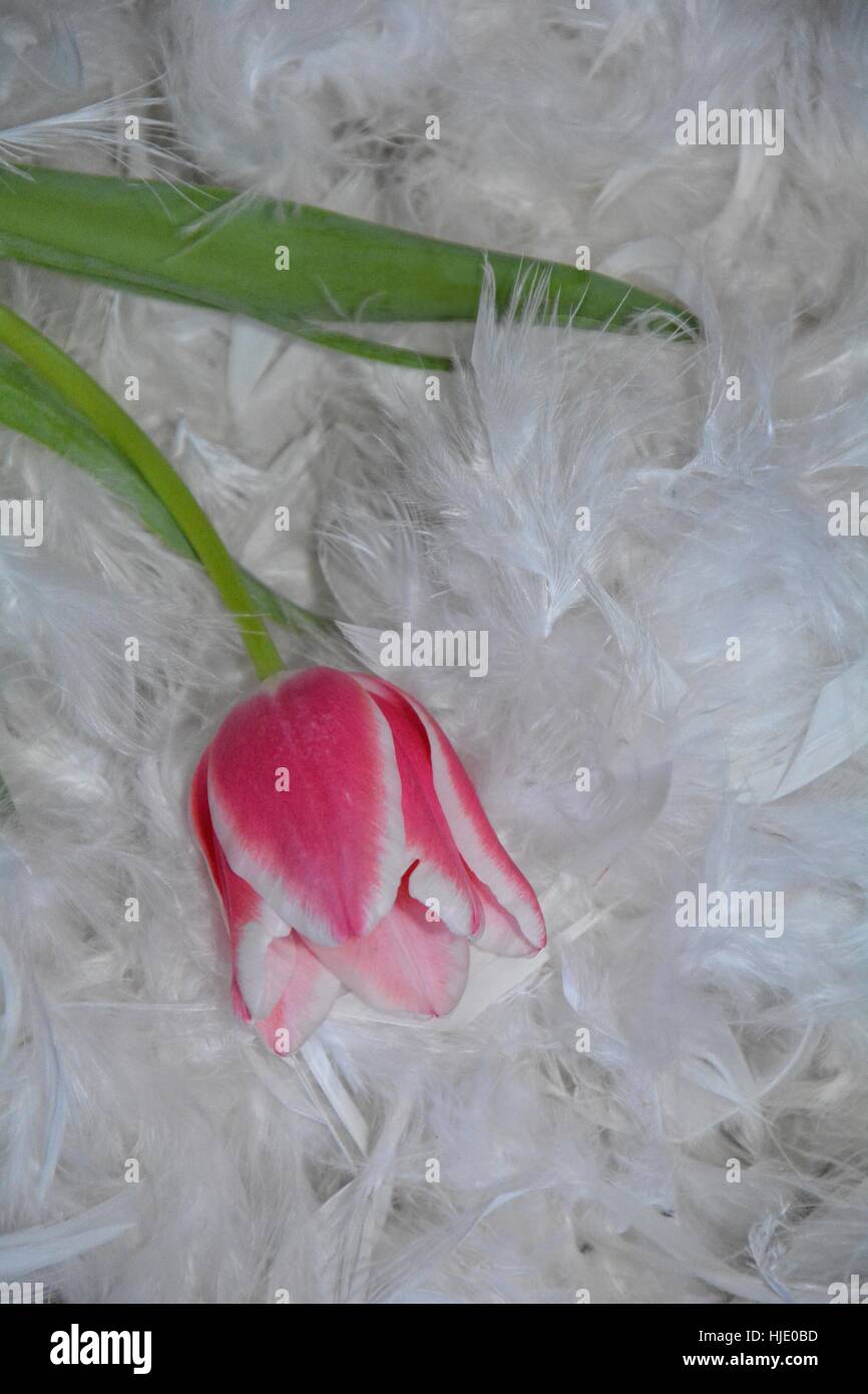 Pink tulip (Tulipa) lies from above down on white feathers Stock Photo