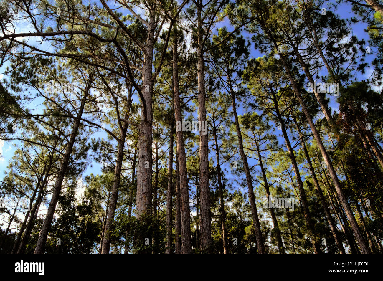 Forest canopy fisheye hi-res stock photography and images - Alamy