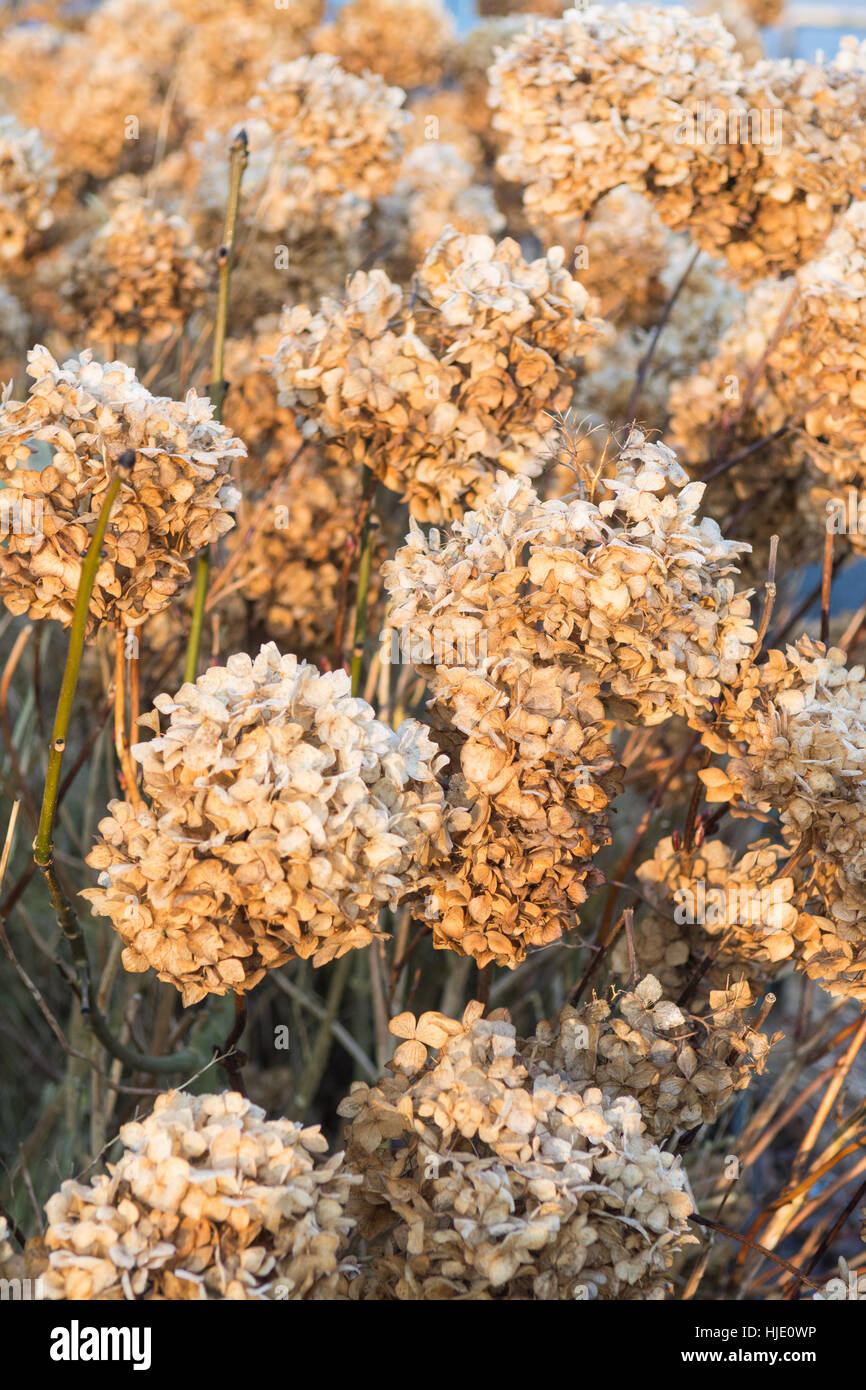 mophead hydrangea dead blooms in winter Stock Photo