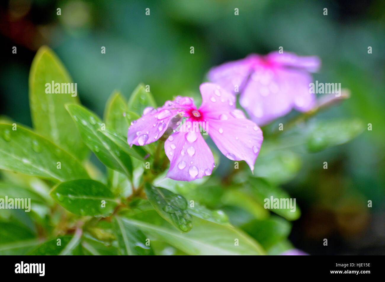 Two open pink and red impatiens water droplets Stock Photo