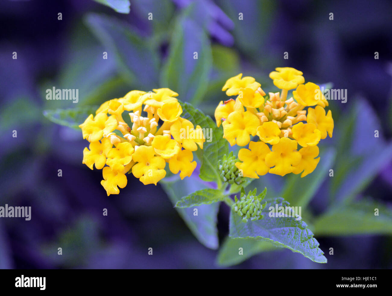 Yellow lantana hi-res stock photography and images - Alamy