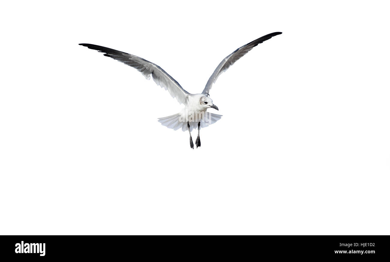 Bird flying seagullis a white bird captured spreading its wings like an ethereal angel. Stock Photo