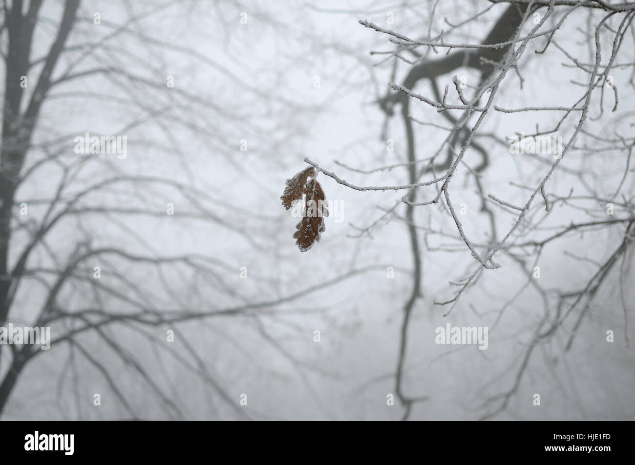 Last dry leaves on tree branch covered with snow and ice Stock Photo ...