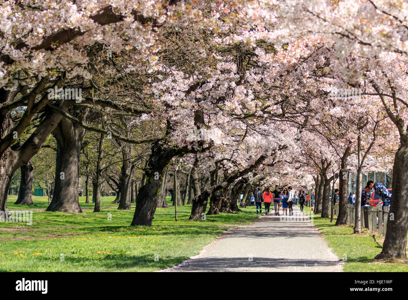 Christchurch hagley park spring hires stock photography and images Alamy