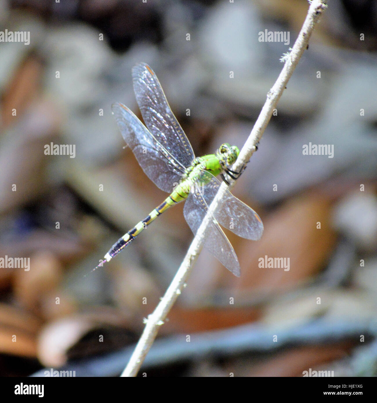 Green dragonfly resting on a stick Stock Photo - Alamy
