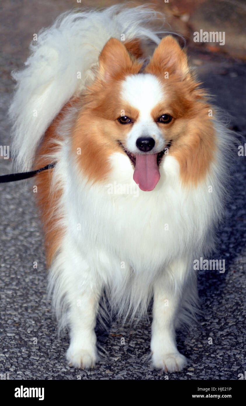Tan And White Dog Stock Photos & Tan And White Dog Stock Images - Alamy