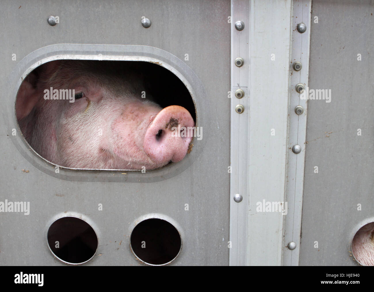 Animal transport hi-res stock photography and images - Alamy