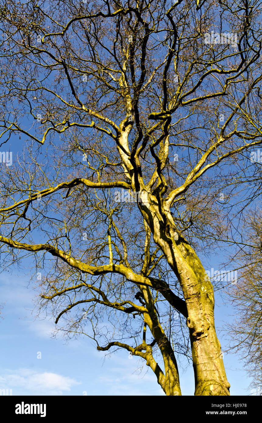 blue, tree, branches, portrait format, firmament, sky, trunk, fall, autumn, Stock Photo
