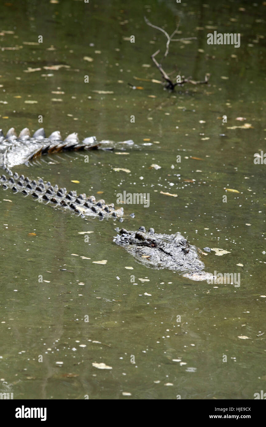 reptile, crocodile, australia, danger, animal, reptile, fauna, wild, crocodile, Stock Photo