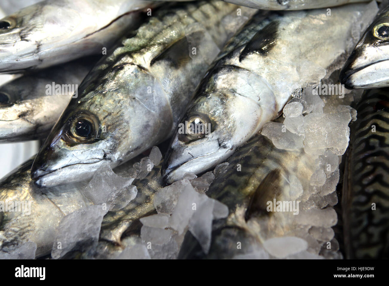 fish, fish-market, weekly market, marketplace, flea market, mackerel, food, Stock Photo