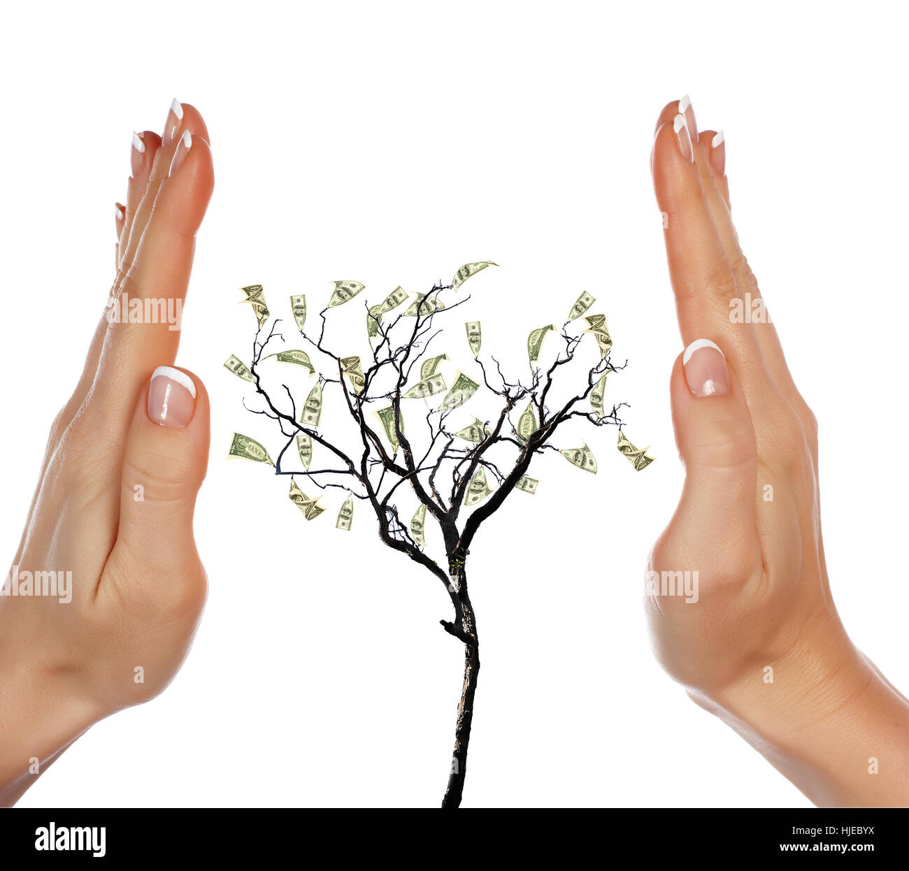 Hands and money tree - a symbol of investment in the future Stock Photo ...