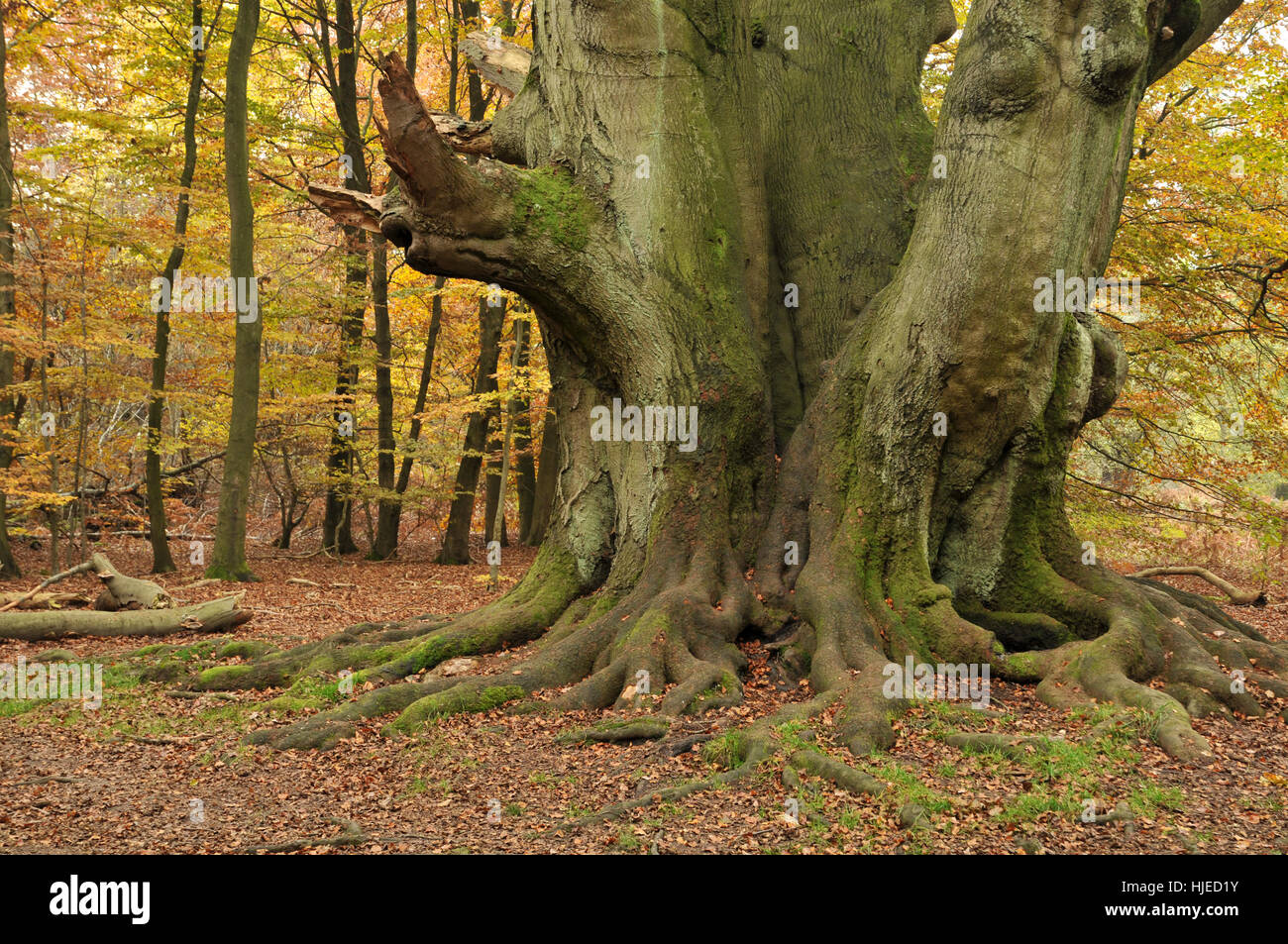 book, trunk, clump of trees, beech forest, beech, copper beech, book, tree Stock Photo Alamy