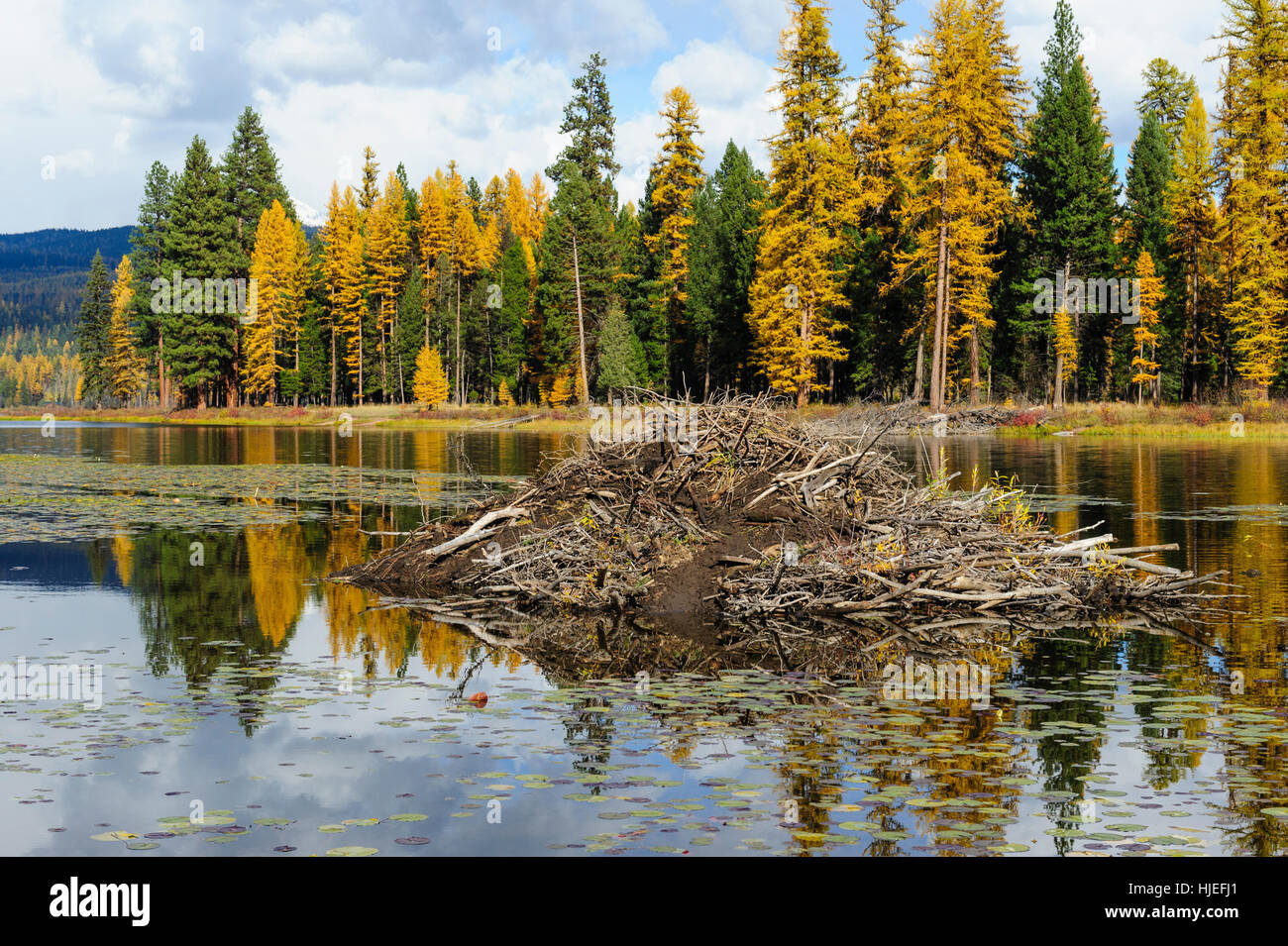 American Beaver (Castor canadensis) lodge, Seeley Lake, Montana Stock Photo