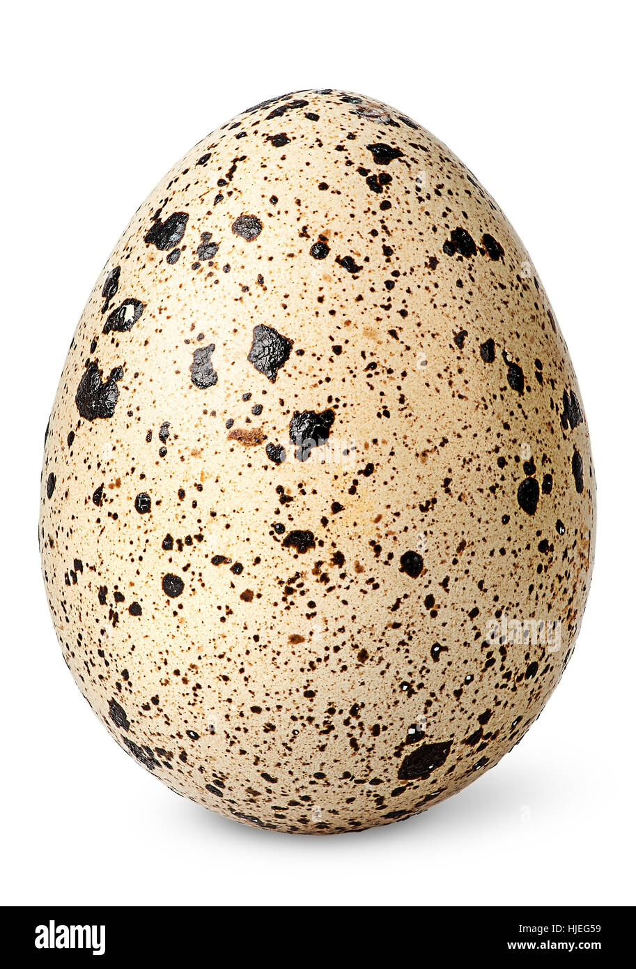 Single quail egg vertical isolated on white background Stock Photo