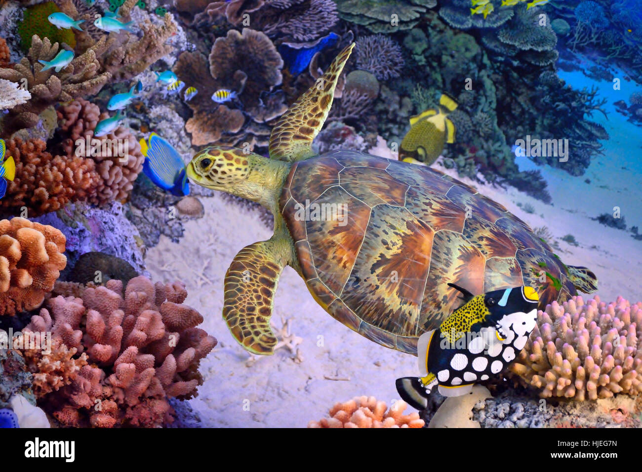 Green turtle swimming in blue ocean,barrier coral reef, Stock Photo