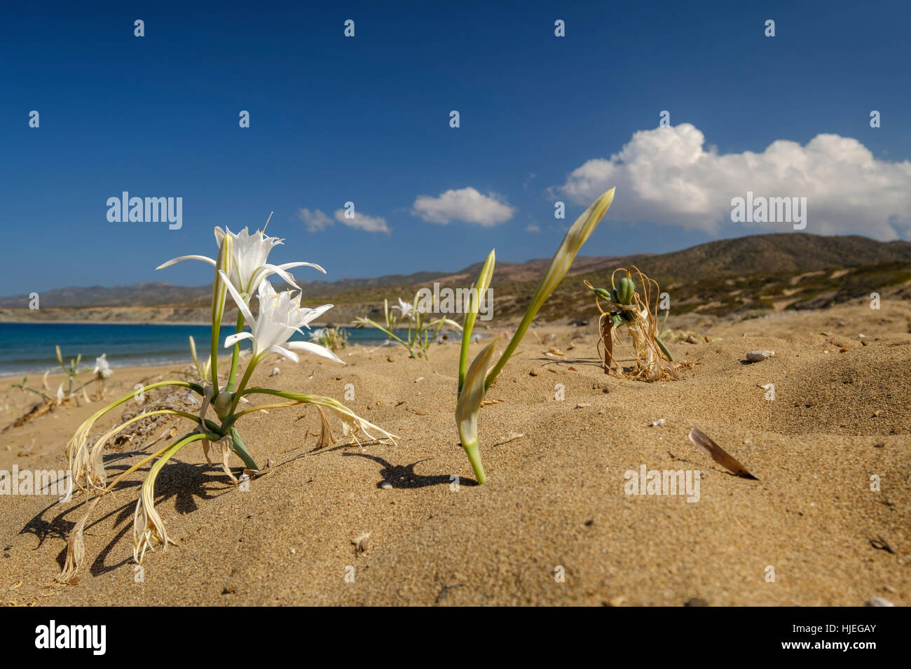 white flower on the beach and a blue sky, pancratium maritimum Stock Photo