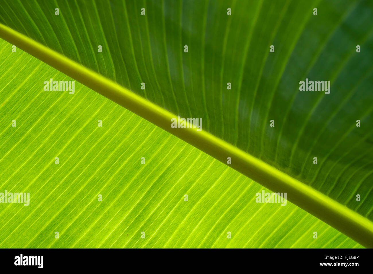 A close up of banana leaf texture Stock Photo