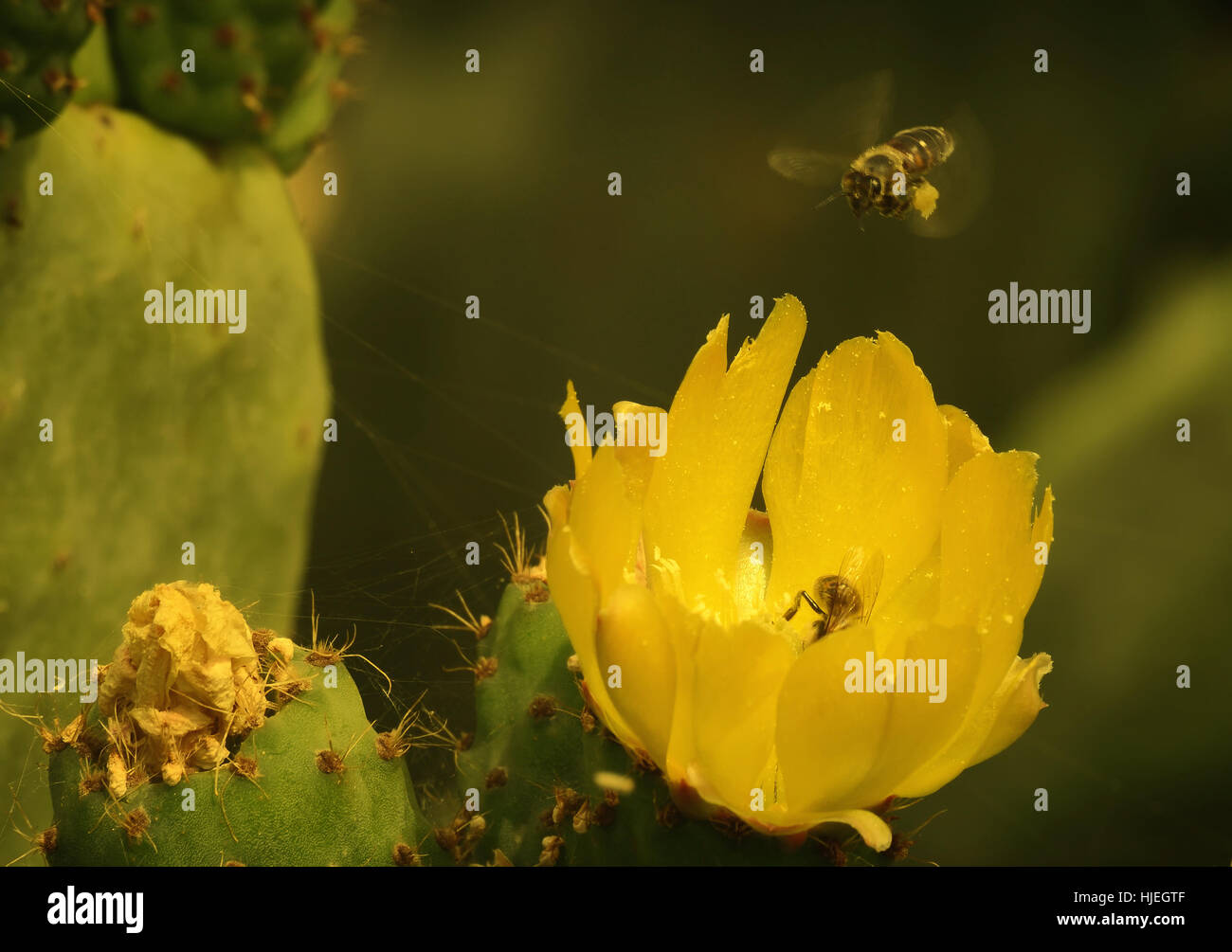 so interesting how bees stand in line to access the benefits of the cactus flower Stock Photo