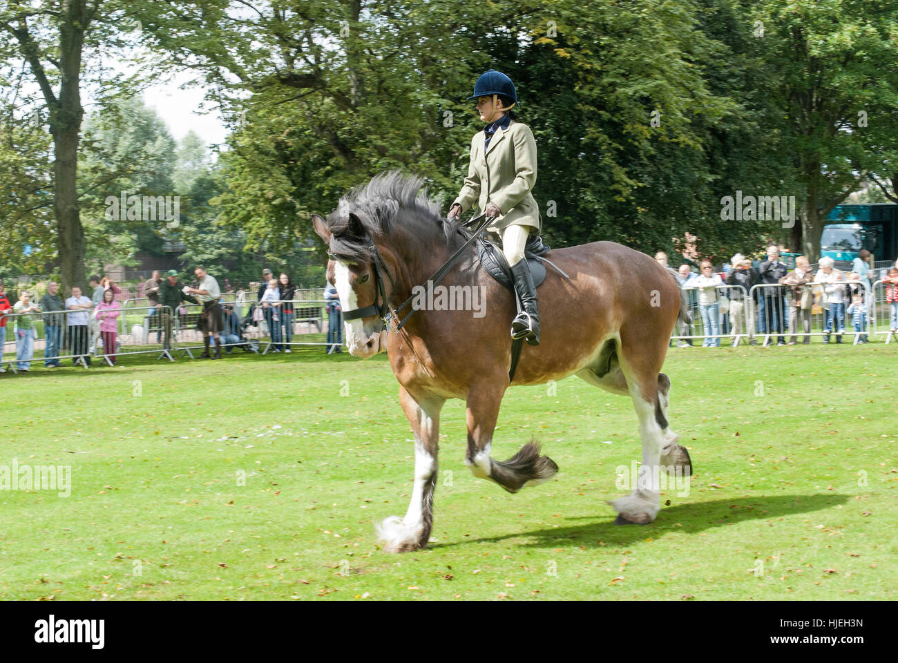 Shire 'horse riding' at the Glasgow Show. Stock Photo