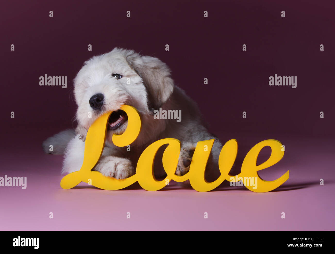Puppy russian shepherd dog biting love letters in studio Stock Photo