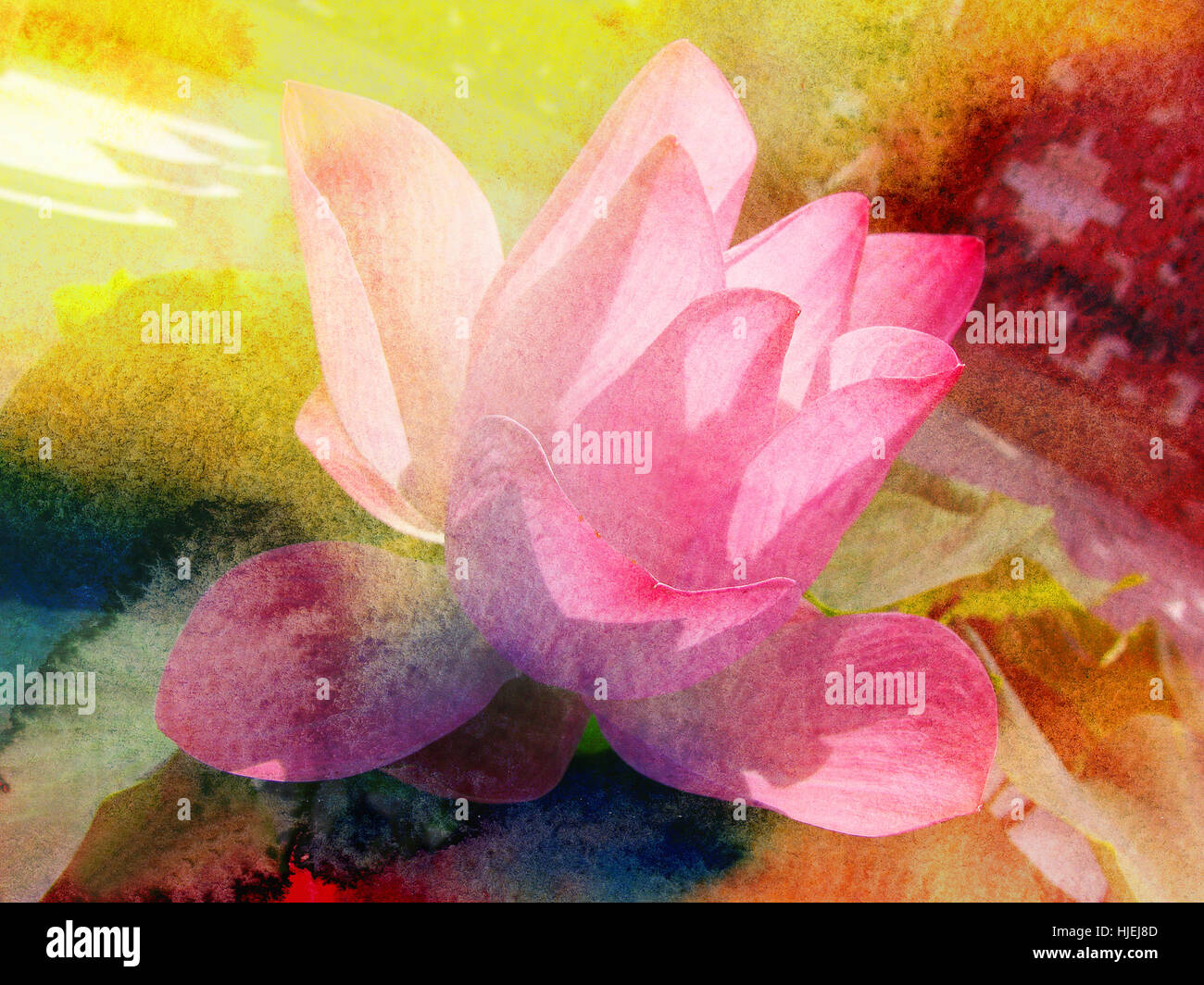 Bright watercolor pink lotus in the park Stock Photo